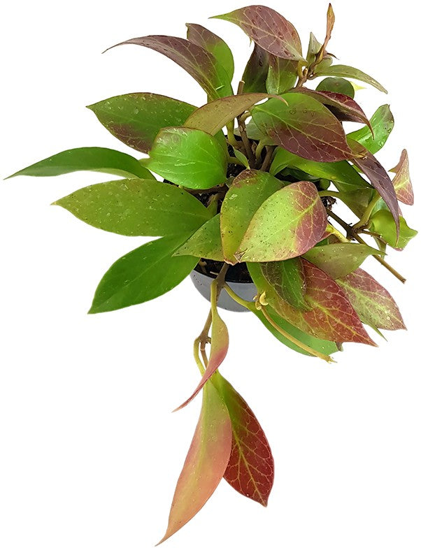 Hoya obscura "Sunrise" - Porzellanblume