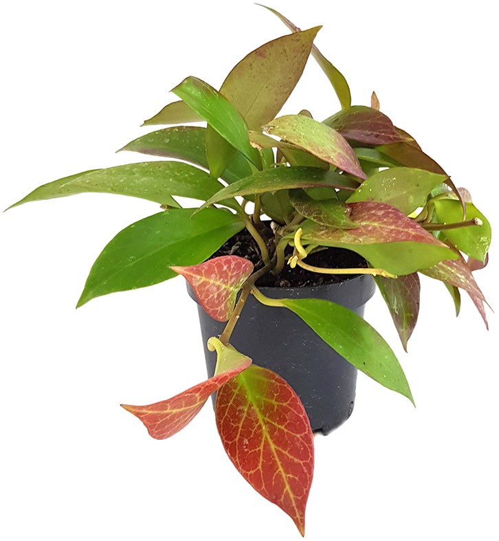 Hoya obscura "Sunrise" - Porzellanblume