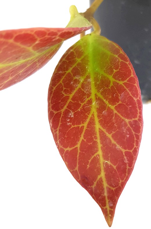 Hoya obscura "Sunrise" - Porzellanblume