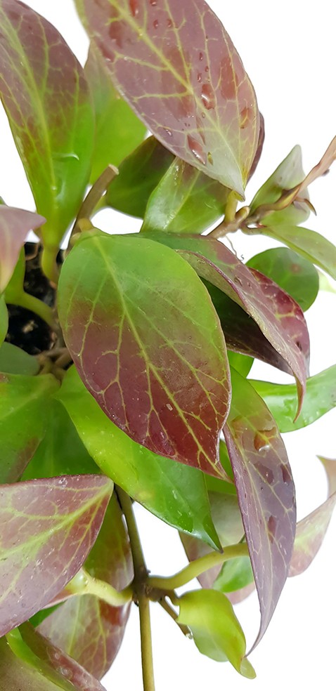 Hoya obscura "Sunrise" - Porzellanblume