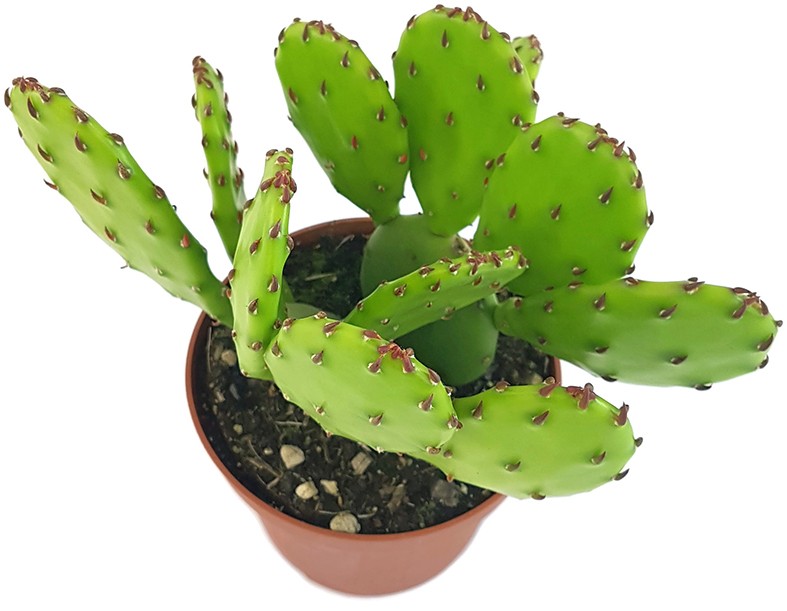 Opuntia humifusa - winterharter Feigenkaktus