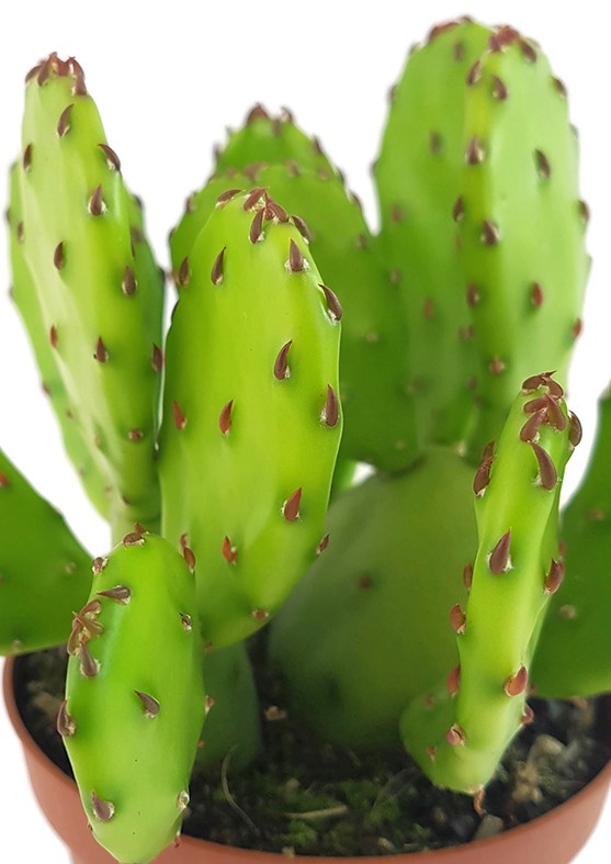 Opuntia humifusa - winterharter Feigenkaktus