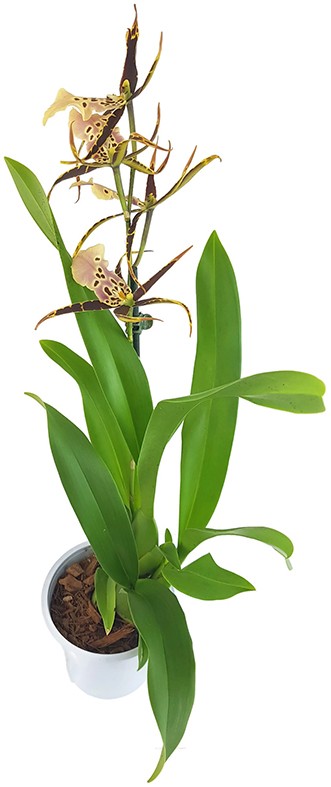 Brassia Eternal Wind "Summer Dream" - Orchidee - SALE ohne Blüten