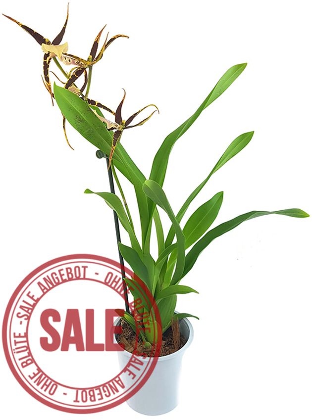 Brassia Eternal Wind "Summer Dream" - Orchidee - SALE ohne Blüten