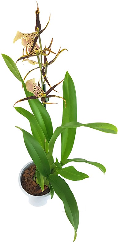 Brassia Eternal Wind "Summer Dream" - Orchidee - SALE ohne Blüten