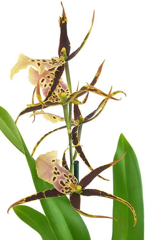 Brassia Eternal Wind "Summer Dream" - Orchidee - SALE ohne Blüten