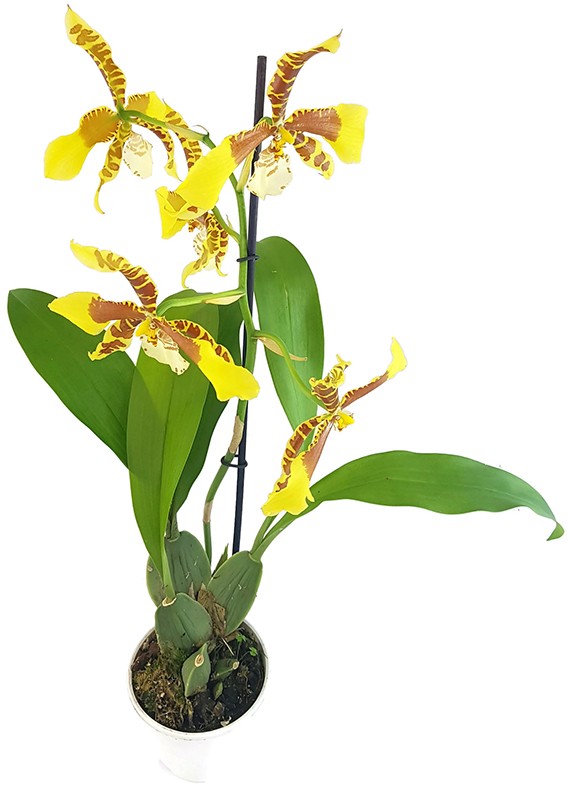 Oncidium "Rawdon Jester" - getigerte Orchidee