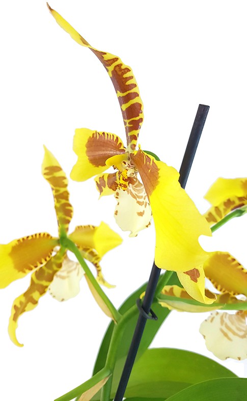 Oncidium "Rawdon Jester" - getigerte Orchidee