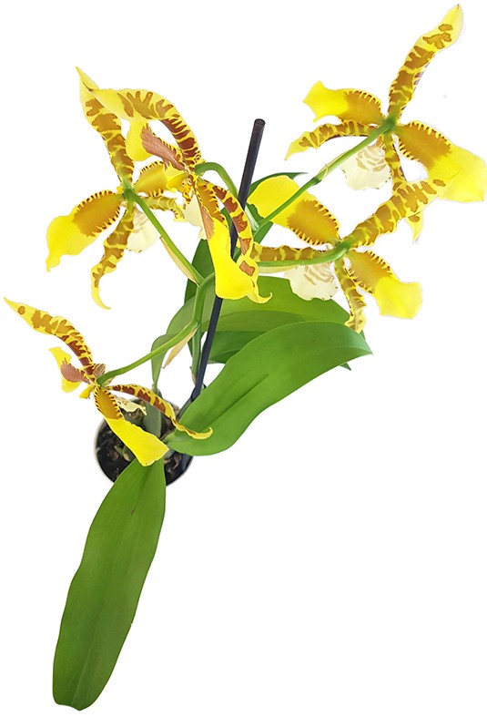 Oncidium "Rawdon Jester" - getigerte Orchidee
