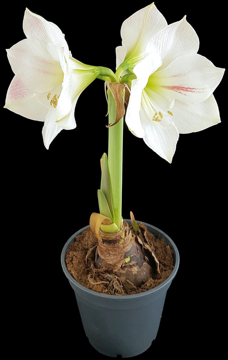 Hippeastrum "Novella" - weiß-rosa Amaryllis