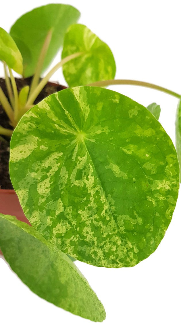 Pilea peperomioides "Mojito" - gelbmarmorierte Ufopflanze
