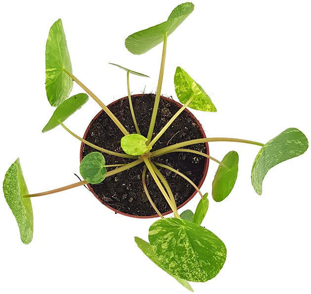 Pilea peperomioides "Mojito" - gelbmarmorierte Ufopflanze