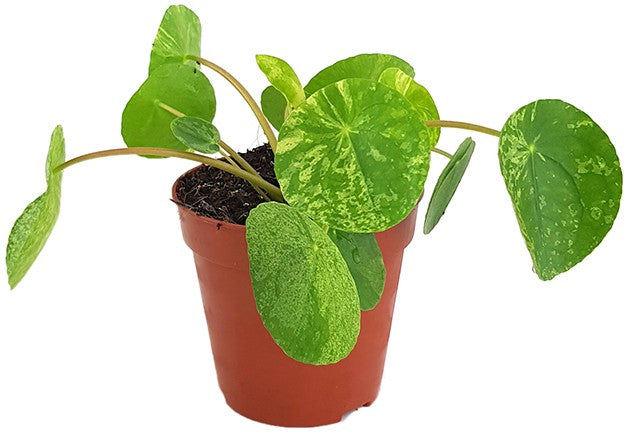 Pilea peperomioides "Mojito" - gelbmarmorierte Ufopflanze