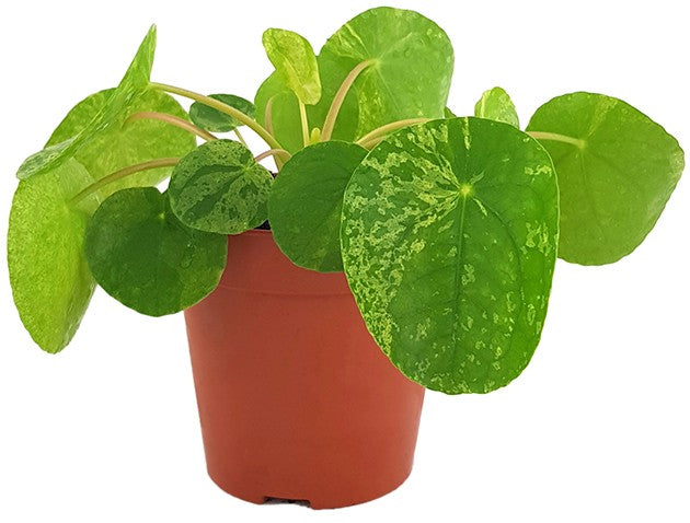 Pilea peperomioides "Mojito" - gelbmarmorierte Ufopflanze