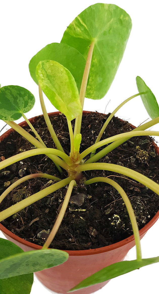 Pilea peperomioides "Mojito" - gelbmarmorierte Ufopflanze