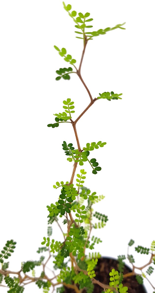 Sophora prostrata "Little Baby" - Schnurbaum