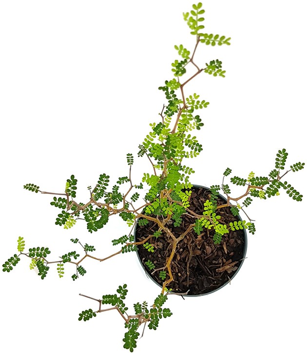 Sophora prostrata "Little Baby" - Schnurbaum