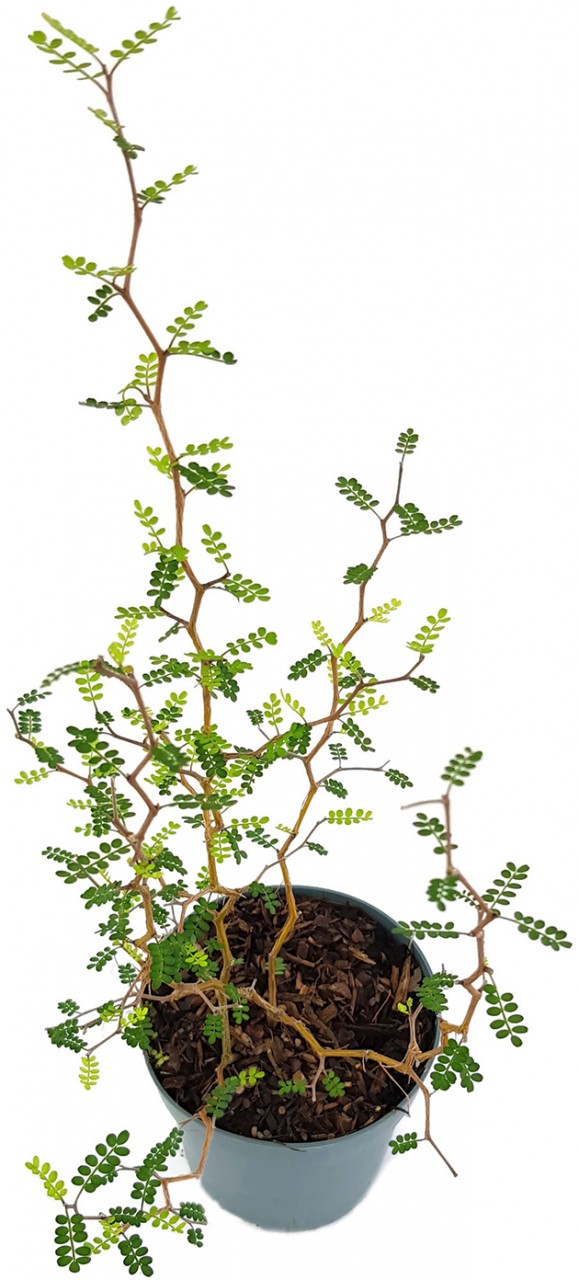 Sophora prostrata "Little Baby" - Schnurbaum