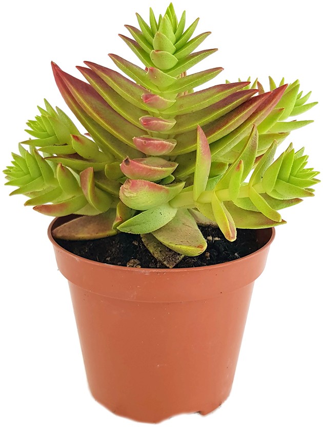Crassula capitella thyrsiflora - Sukkulente