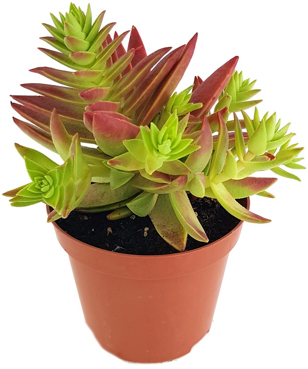 Crassula capitella thyrsiflora - Sukkulente