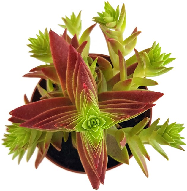 Crassula capitella thyrsiflora - Sukkulente
