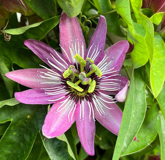 Passiflora "Victoria" - rosa Passionsblume