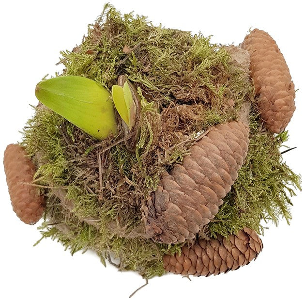 gewachste Amaryllis - Ritterstern mit Moosarrangement & LED