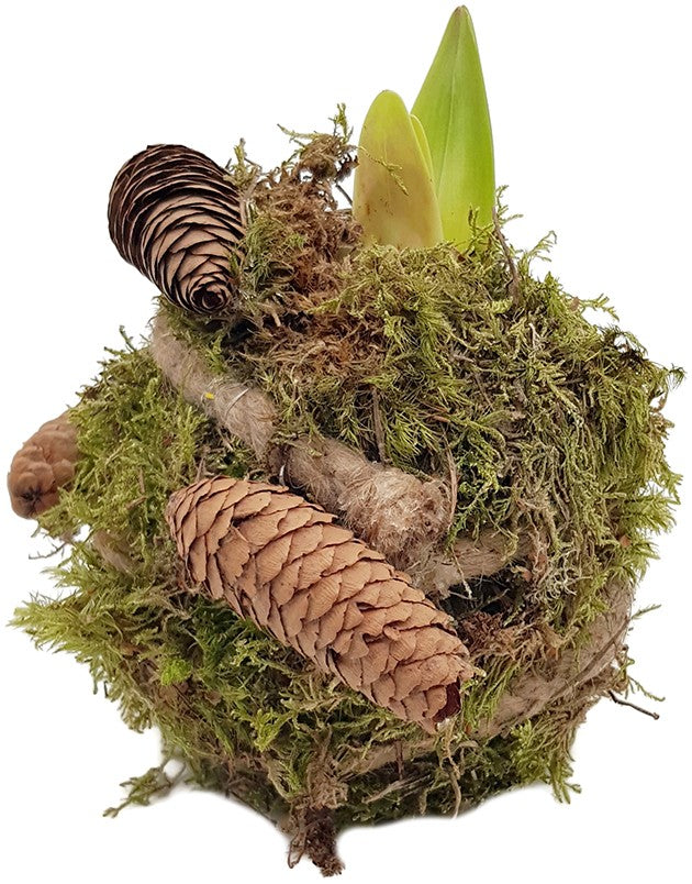 gewachste Amaryllis - Ritterstern mit Moosarrangement & LED