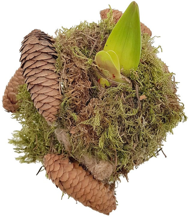 gewachste Amaryllis - Ritterstern mit Moosarrangement & LED