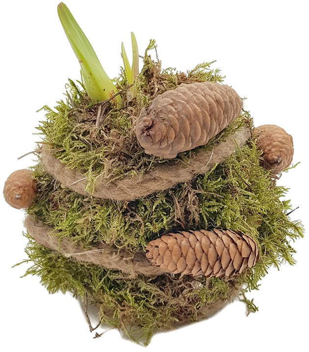 gewachste Amaryllis - Ritterstern mit Moosarrangement & LED