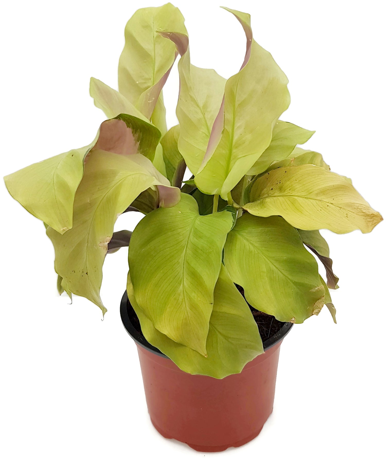 Calathea "Yellow Fusion" - exotische Grünpflanze