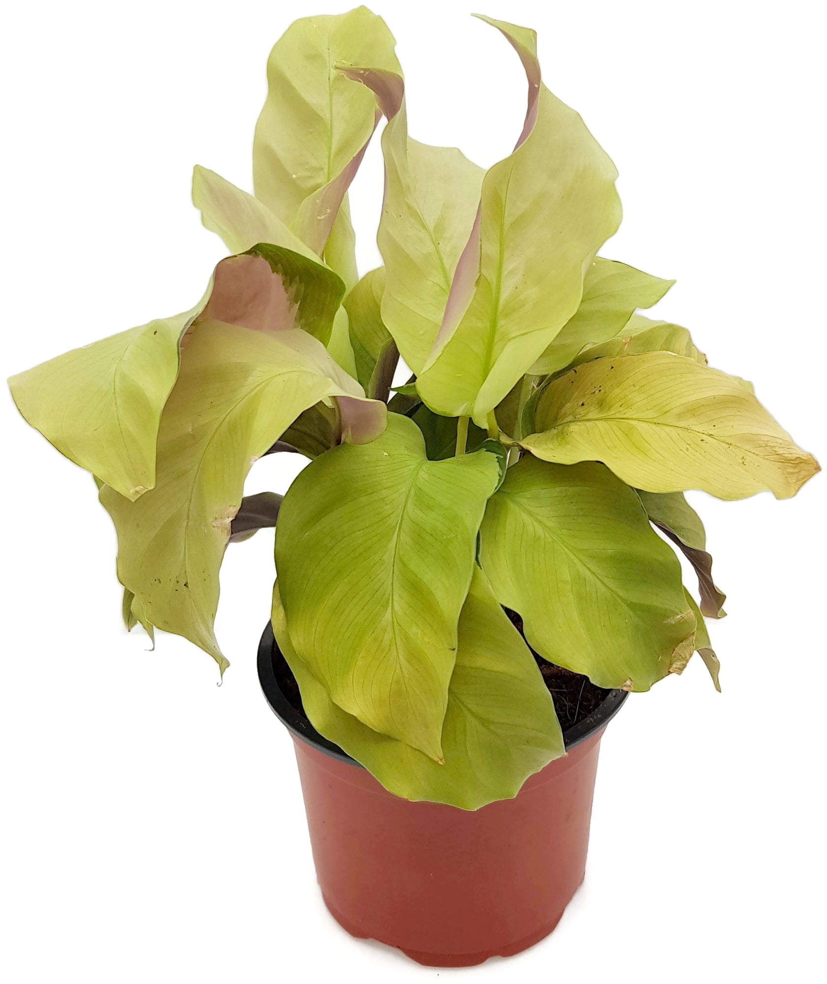 Calathea "Yellow Fusion" - exotische Grünpflanze