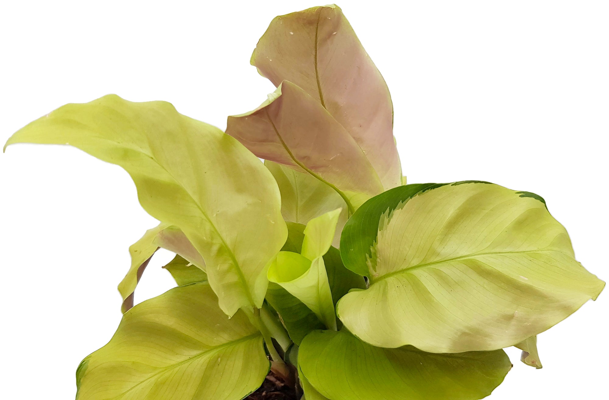 Calathea "Yellow Fusion" - exotische Grünpflanze