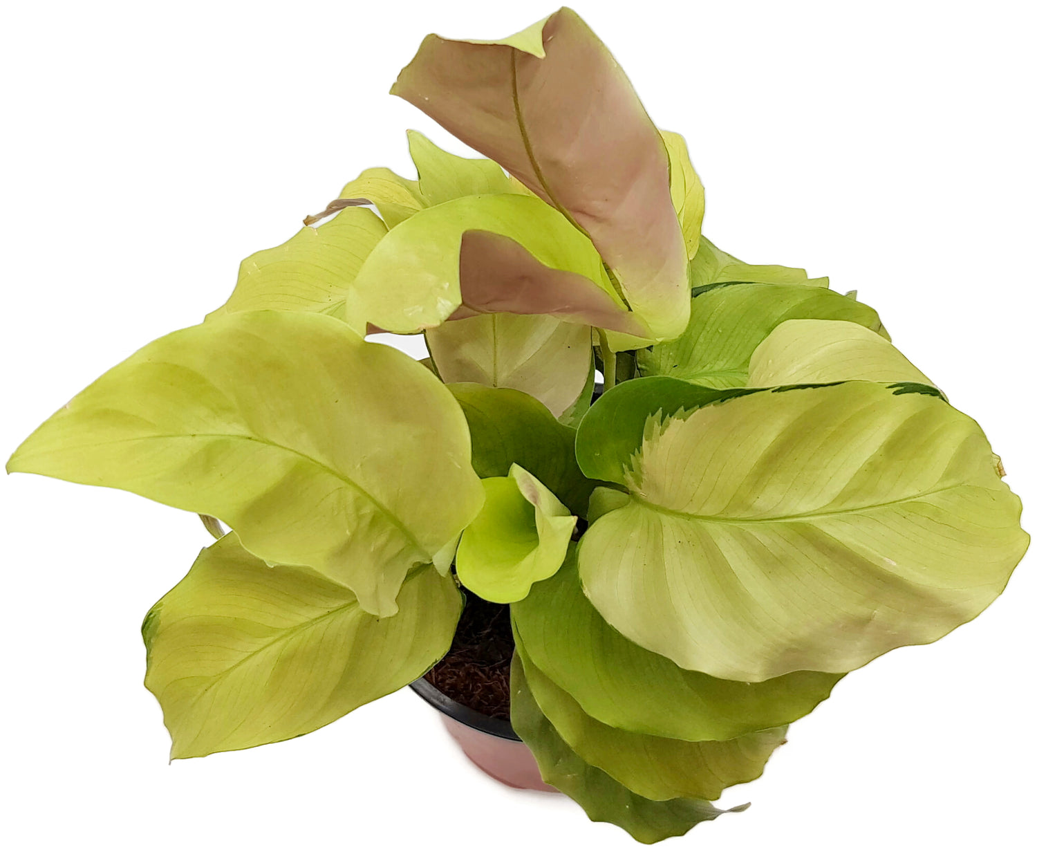 Calathea "Yellow Fusion" - exotische Grünpflanze