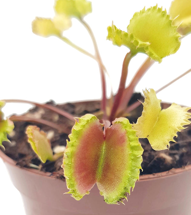 Dionaea muscipula "Blizz" - Venusfliegenfalle