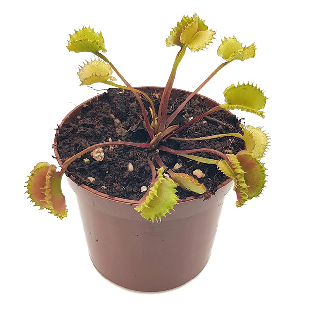 Dionaea muscipula "Blizz" - Venusfliegenfalle