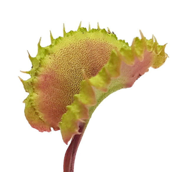 Dionaea muscipula "Blizz" - Venusfliegenfalle