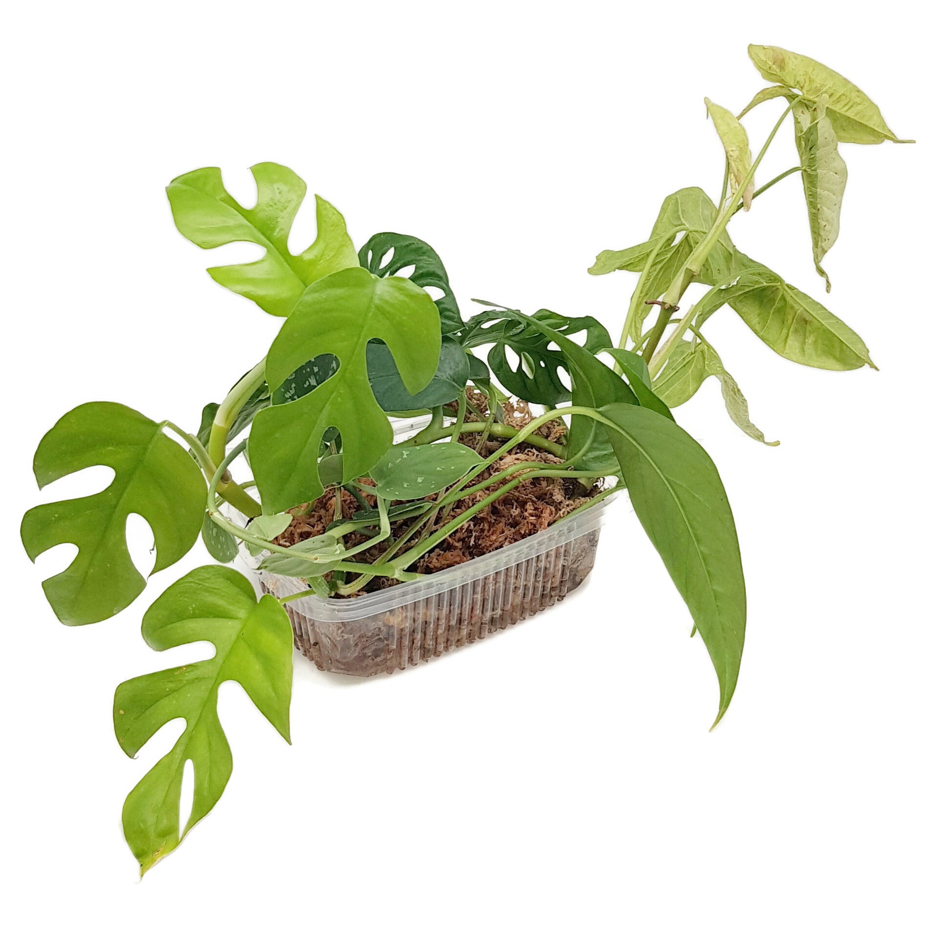 Jungle Start Box