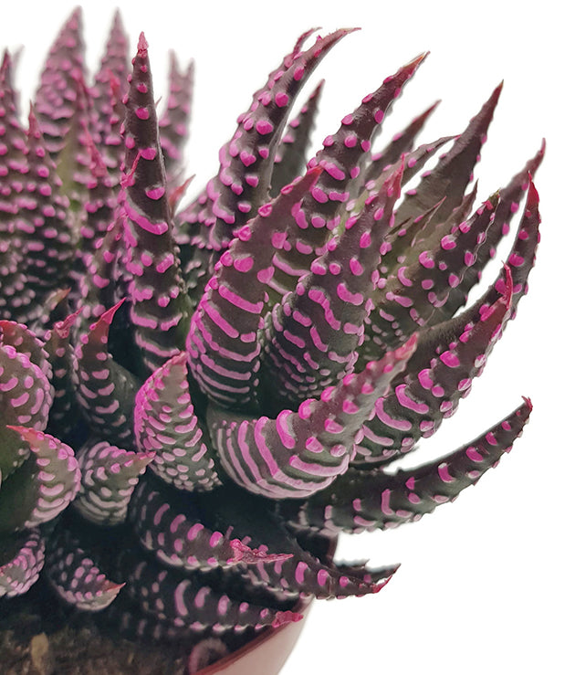 Haworthia zebrina roze - extravagante Sukkulente