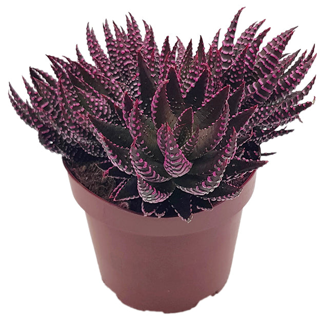 Haworthia zebrina roze - extravagante Sukkulente