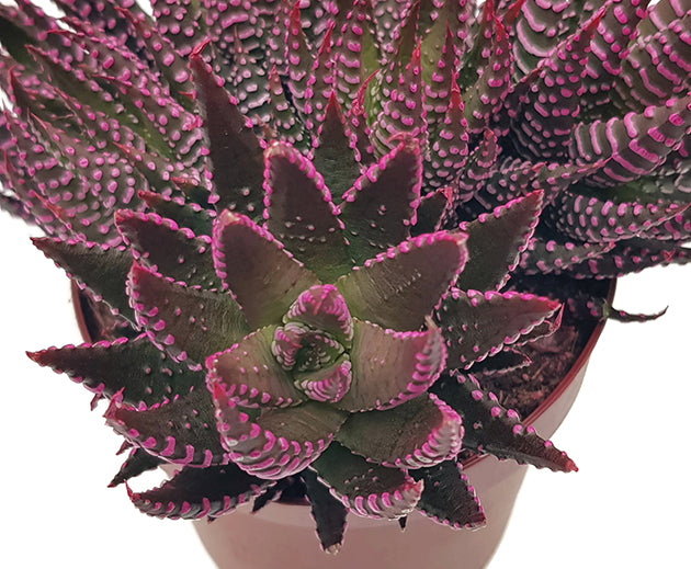 Haworthia zebrina roze - extravagante Sukkulente