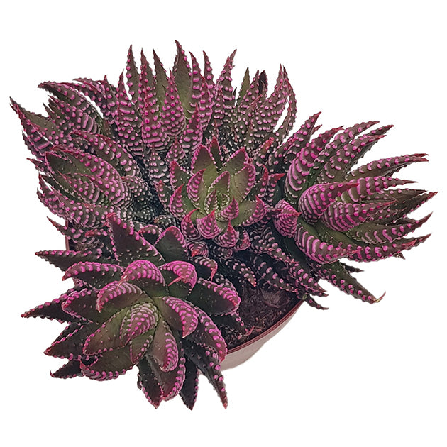 Haworthia zebrina roze - extravagante Sukkulente