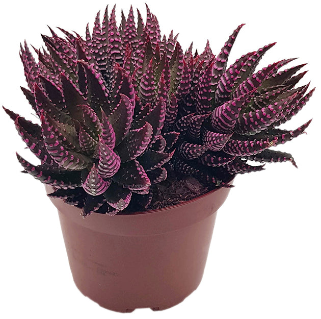 Haworthia zebrina roze - extravagante Sukkulente