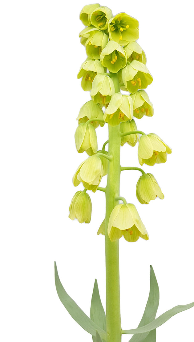 Fritillaria persica &