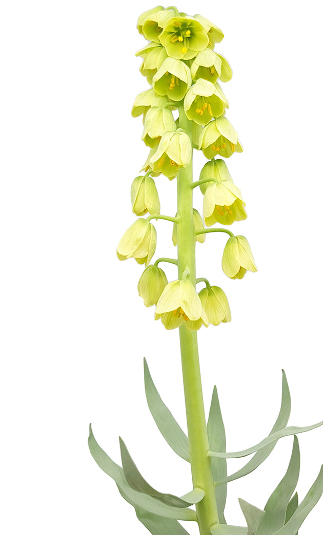 Fritillaria persica &