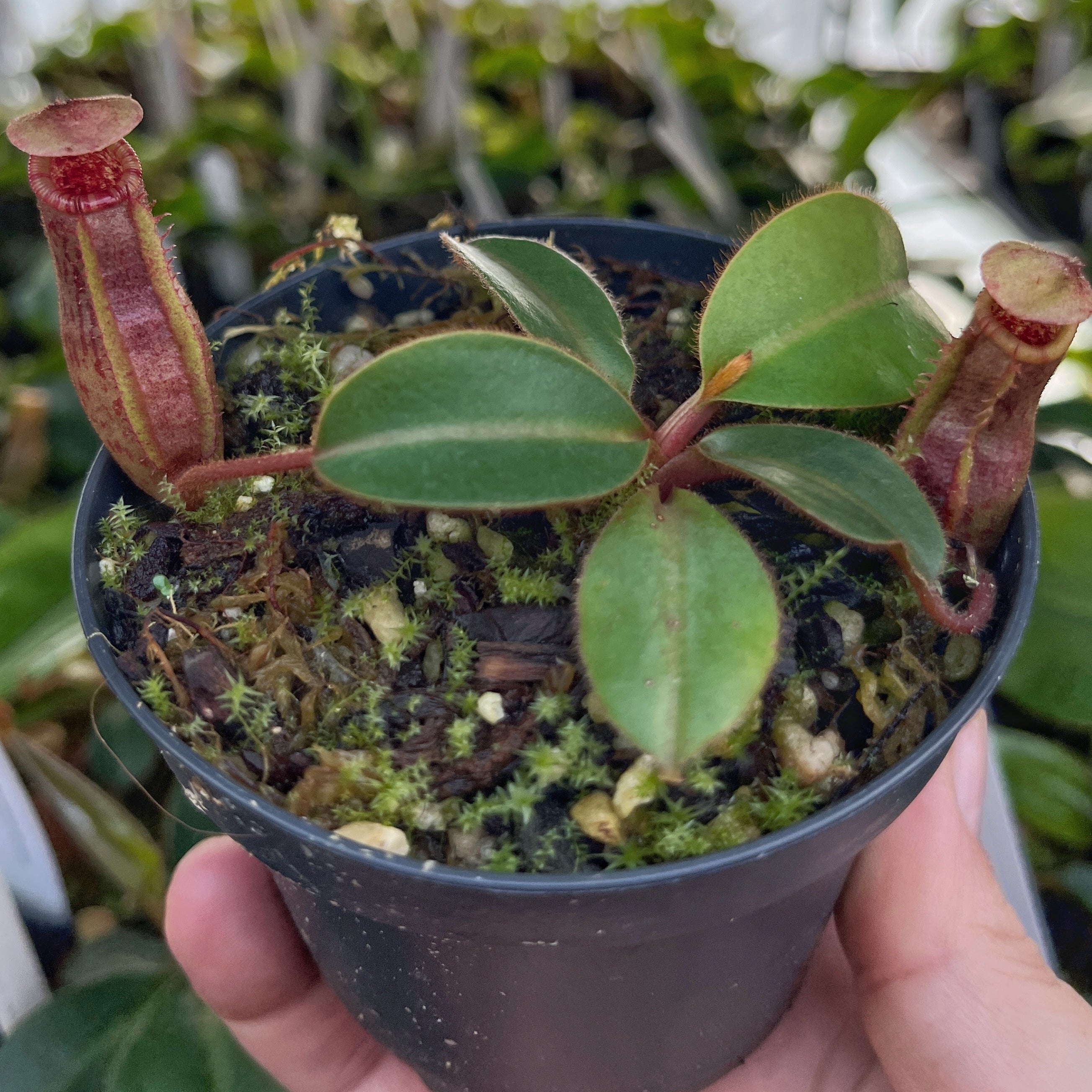 Nepenthes rajah x veitchii "Gold Rush" BE-4603