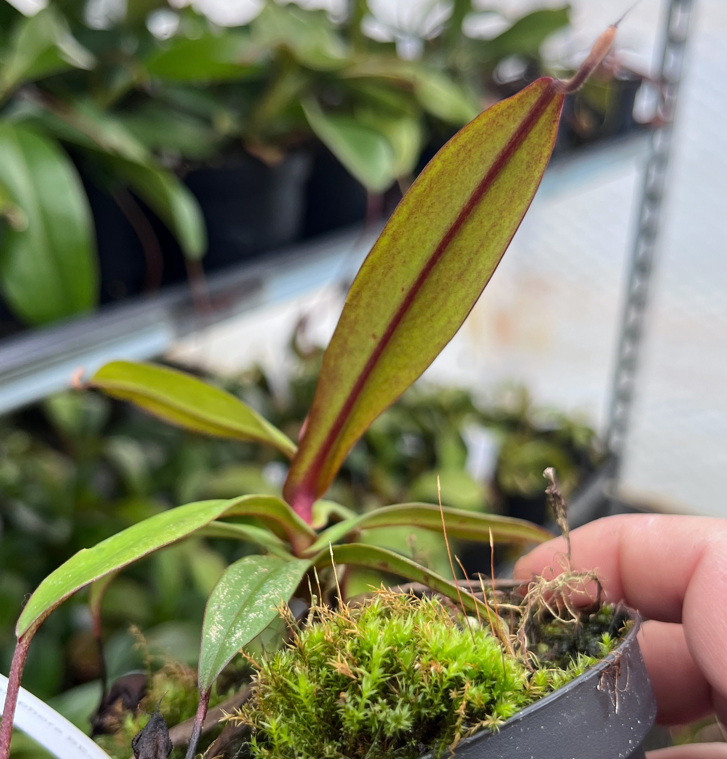 Nepenthes hamata x gymnamphora BE-4553