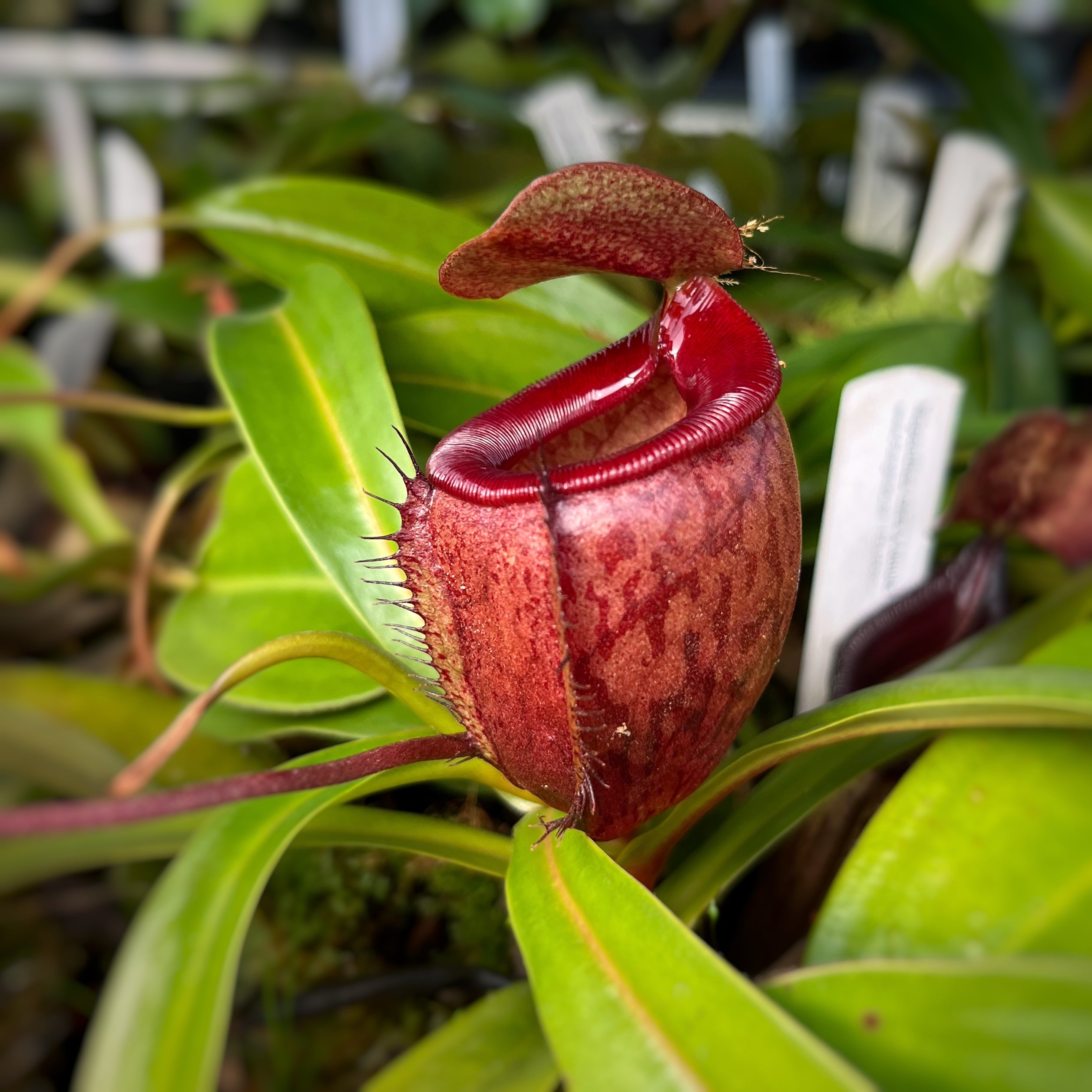 Nepenthes mira x tenuis BE-4070