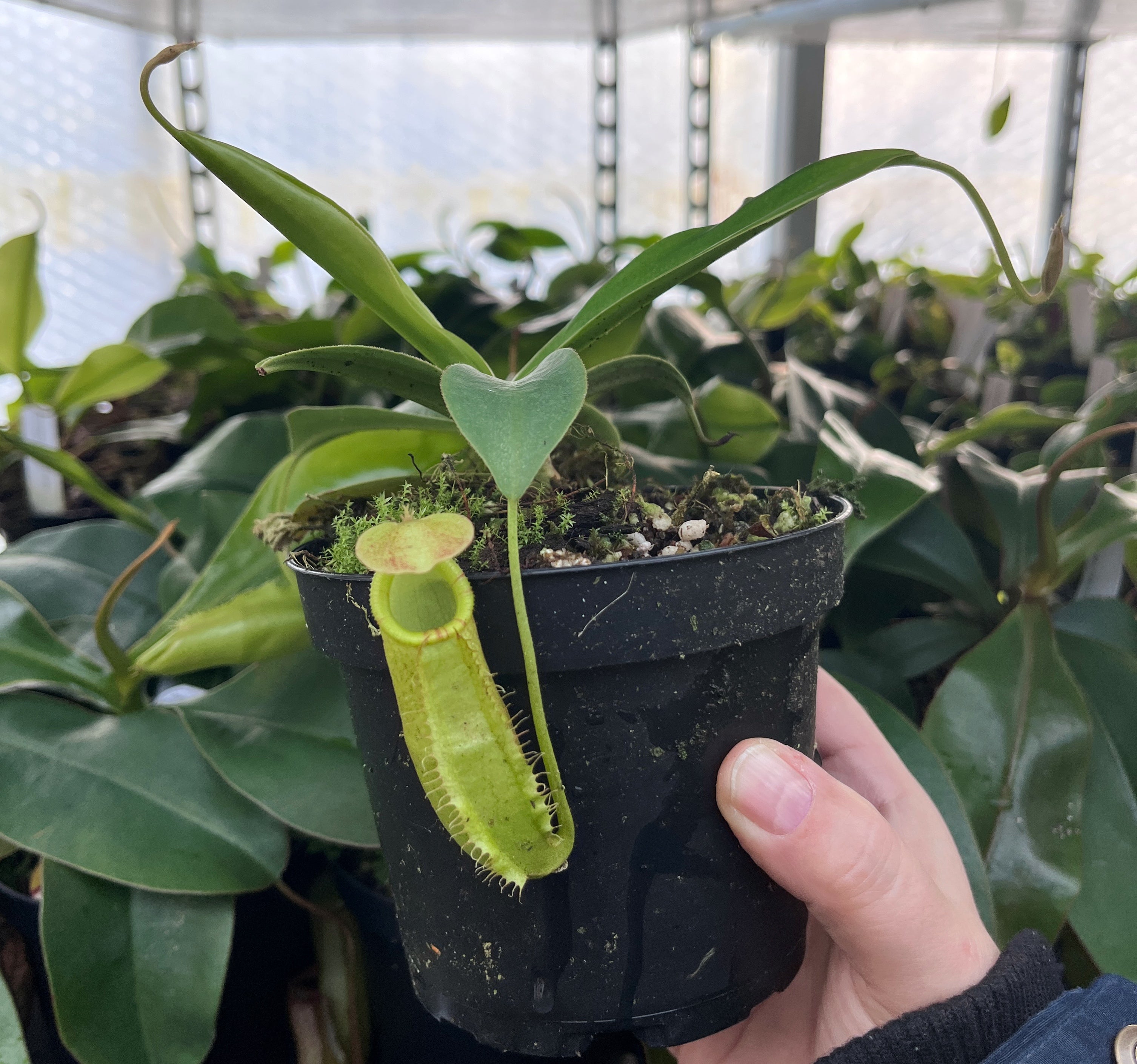 Nepenthes spathulata x (densiflora x spectabilis) BE-4589