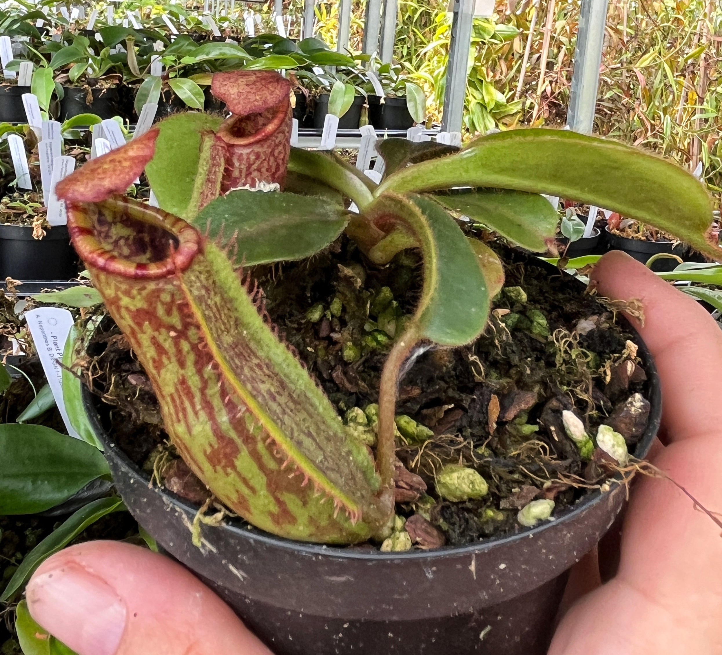 Nepenthes petiolata x veitchii BE-4047